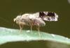 Tephritis formosa